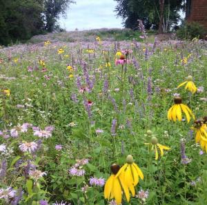 blueberry fields wildflowers