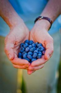 handfull of blueberries